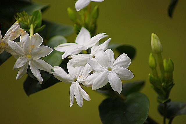 天然茉莉花植物