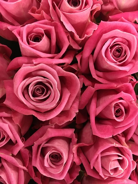 玫瑰粉色玫瑰花红色自然