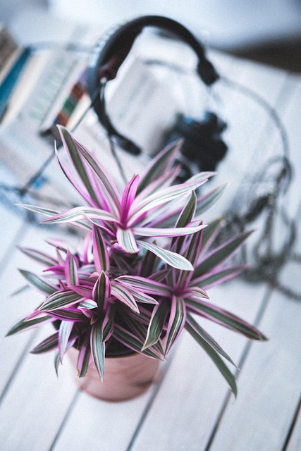 植物室内装饰
