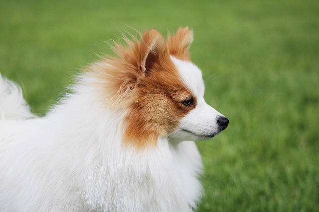 狗宠物犬科动物皮毛鼻子