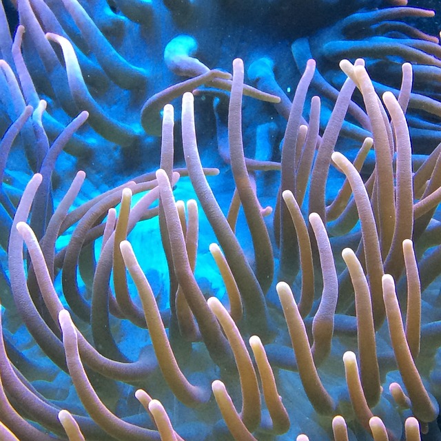 水族馆海水海葵礁