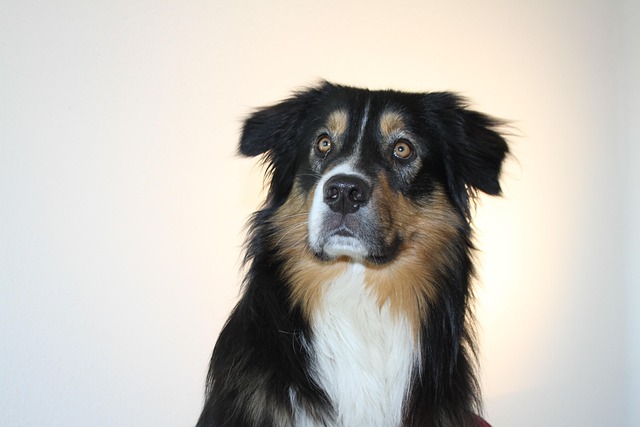 澳大利亚牧羊犬