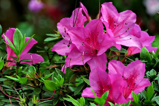 杜鹃花植物区系植物学性质