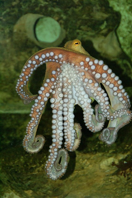 章鱼水下海洋生物