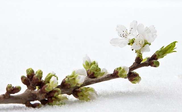 樱花枝雪枝