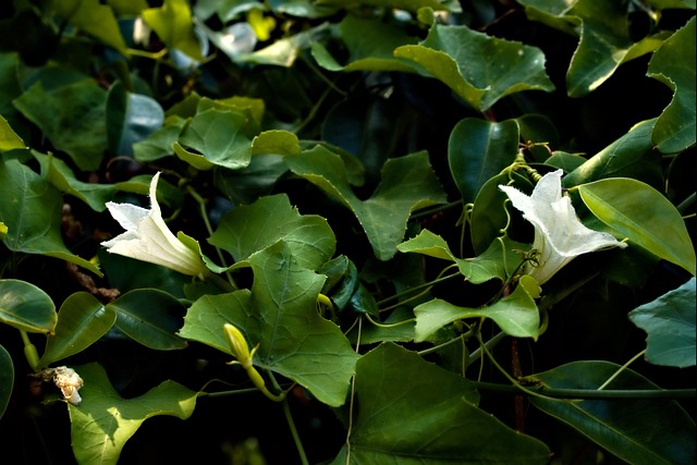 白花绿叶