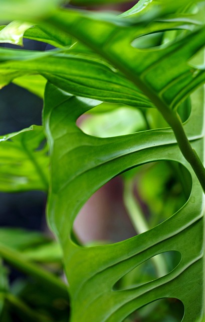 单翅目植物绿叶