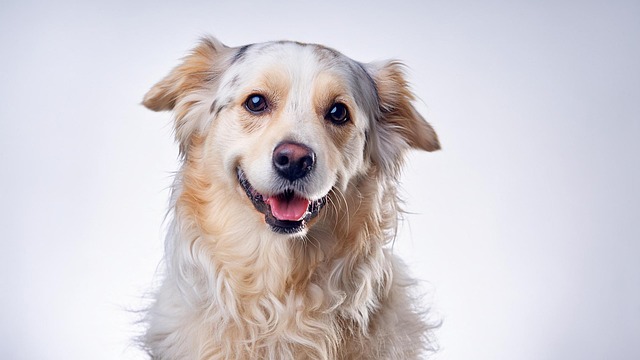 狗犬小狗哺乳动物