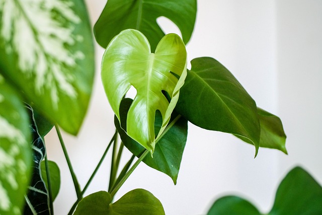 室内植物叶子