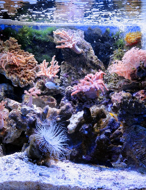 水族馆海洋水族馆珊瑚礁