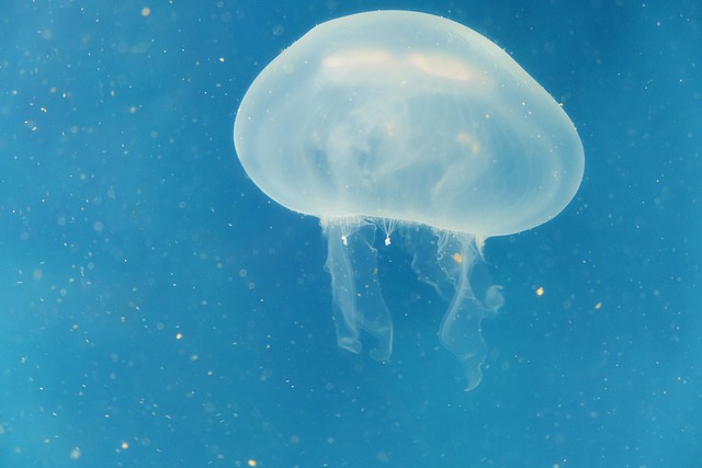 海水海洋水下