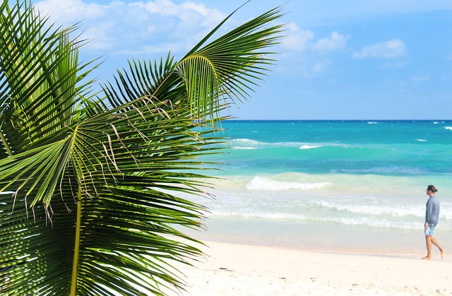 海滩棕榈海夏季海洋