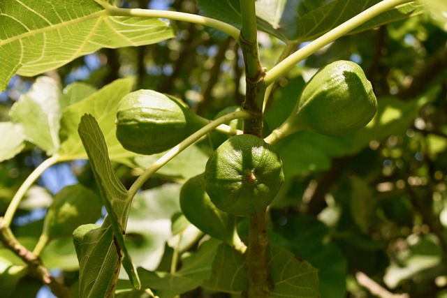 无花果无花果树果树