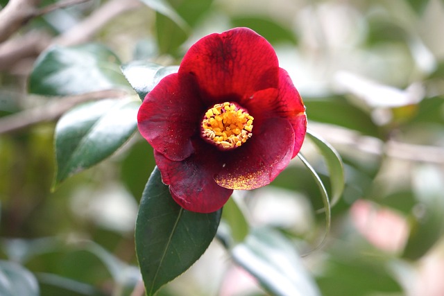 山茶红花