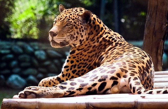 猎豹猫科动物野猫野生动物