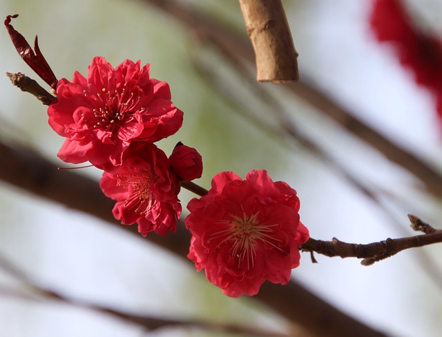 花瓣枝桃花
