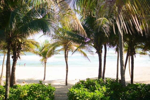 树海滩棕榈树岛海洋