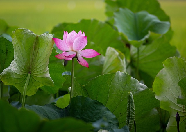 莲花粉红色的花