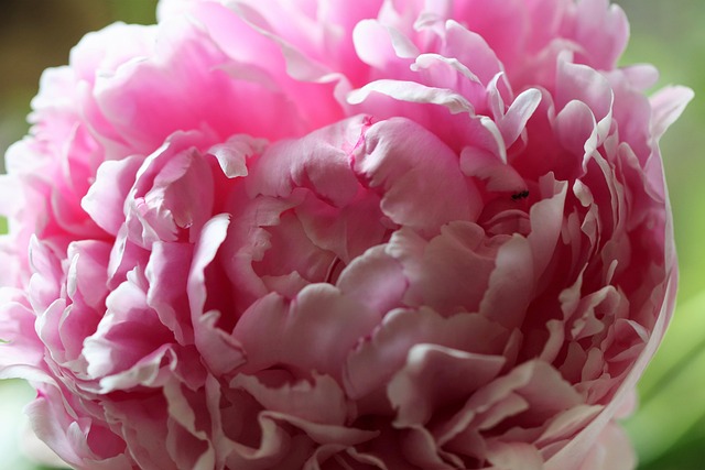 牡丹花粉红色花瓣