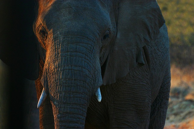 大象、大象、公牛、非洲