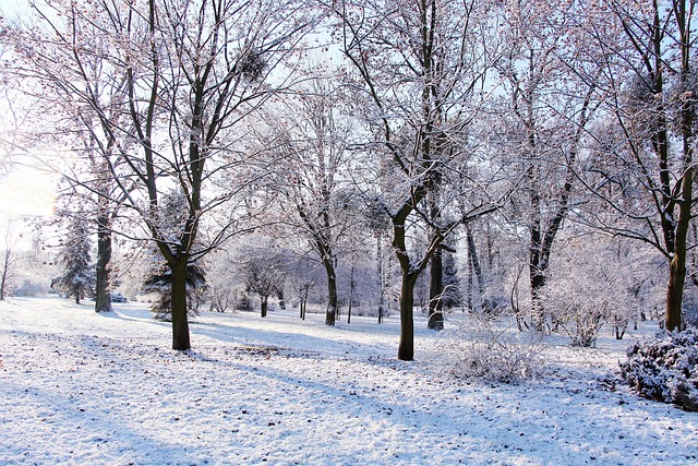 公园树木冬季树林荒野