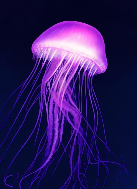 水母海蜇海洋动物