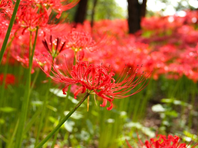 蜘蛛百合花