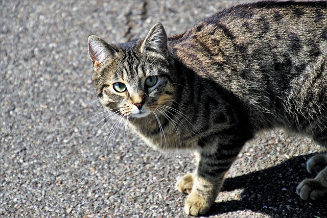 动物可爱的猫哺乳动物宠物