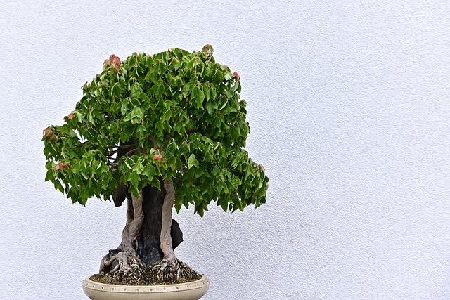 盆景树植物学生长叶片