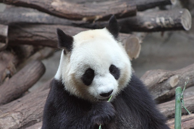 熊猫动物园哺乳动物自然