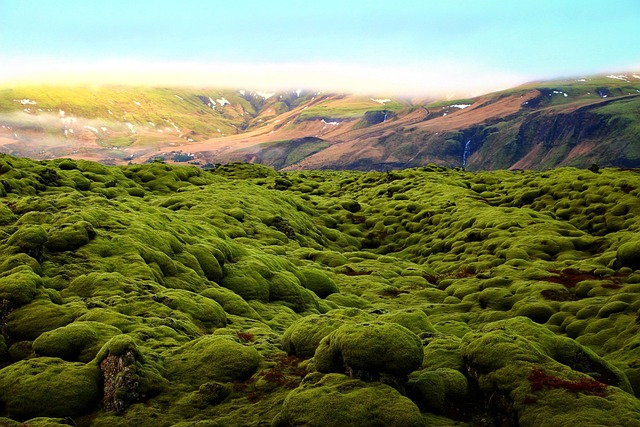 青苔风景地