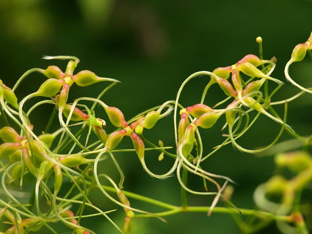天然植物种子须
