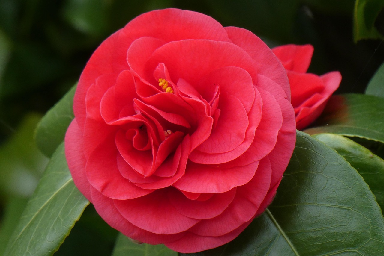 日本山茶花植物