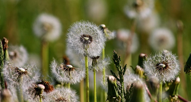 蒲公英蒲公英自然花