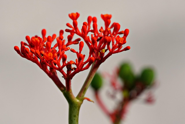 麻疯树花植物花瓣绽放