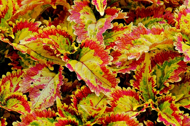 叶子植物coleus植物区系性质
