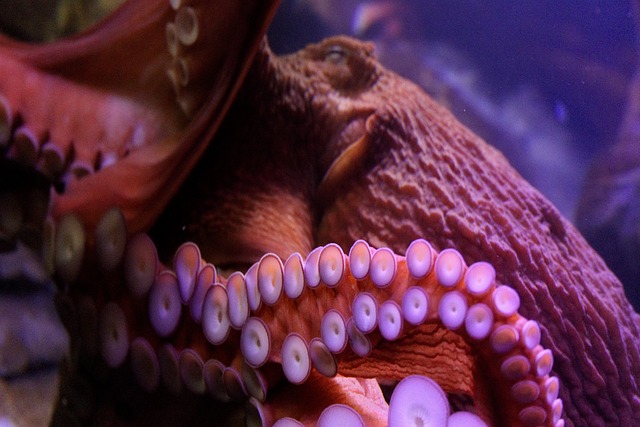 水下章鱼水族馆