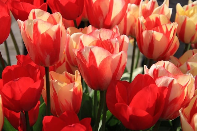 郁金香花蕾