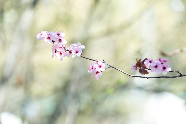 樱花盛开