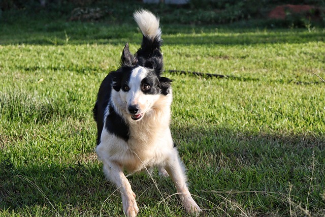 狗犬嬉戏花园宠物
