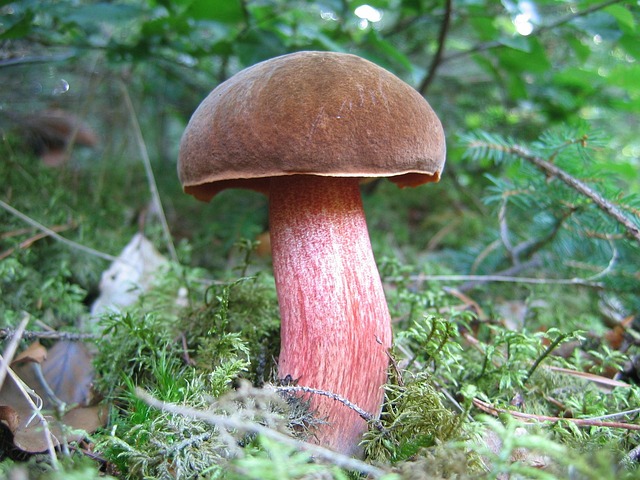 蘑菇林蘑菇