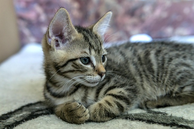 猫小鲭鱼小猫