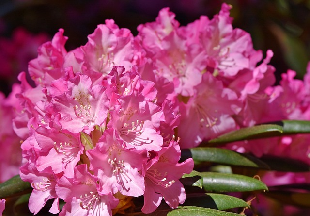 杜鹃花