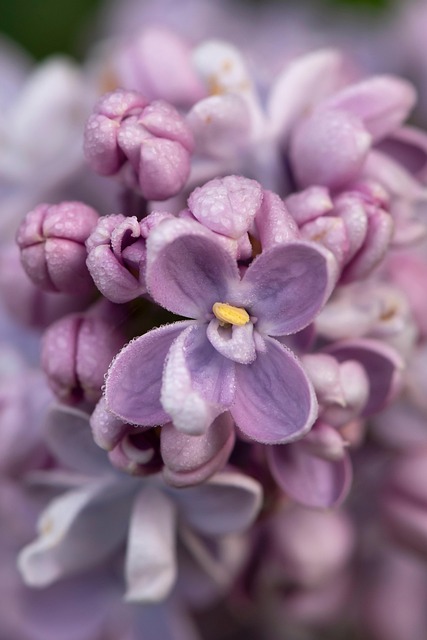 丁香花自然春灌木