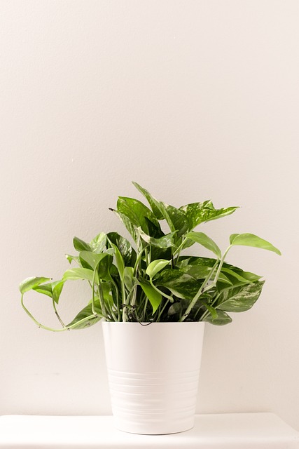植物陶瓷白壶自然
