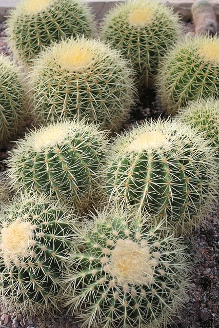 仙人掌多肉植物仙人掌绿