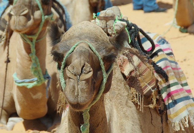 突尼斯梅哈里骆驼