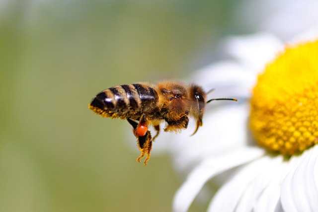 蜜蜂昆虫昆虫学物种