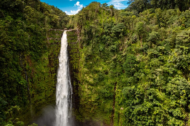 夏威夷棕榈树叶子热带