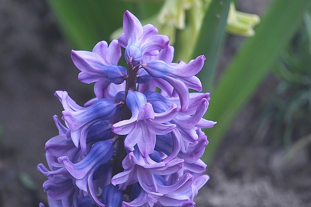 风信子紫罗兰花